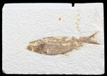 Bargain Knightia Fossil Fish - Wyoming #41068-1